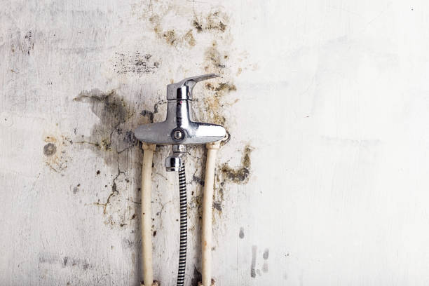 Best Mold Testing  in Poplar Grove, IL