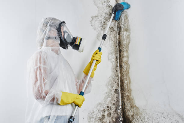 Crawl Space Mold Removal in Poplar Grove, IL