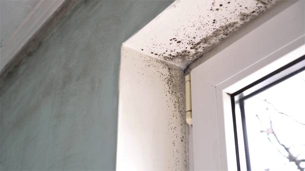 Mold Removal and Inspection in Poplar Grove, IL