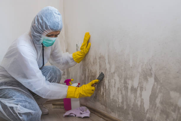 Best Black Mold Removal  in Poplar Grove, IL