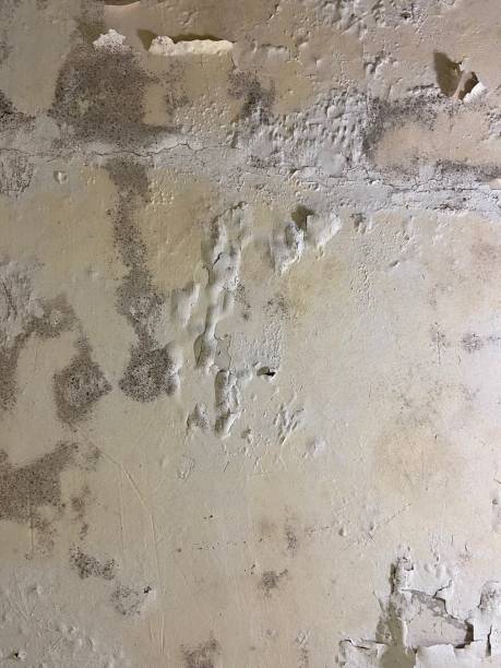 Best Residential Mold Removal  in Poplar Grove, IL