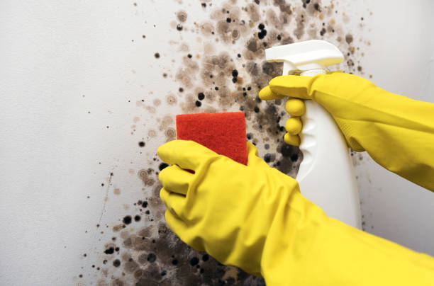 Best Crawl Space Mold Removal  in Poplar Grove, IL