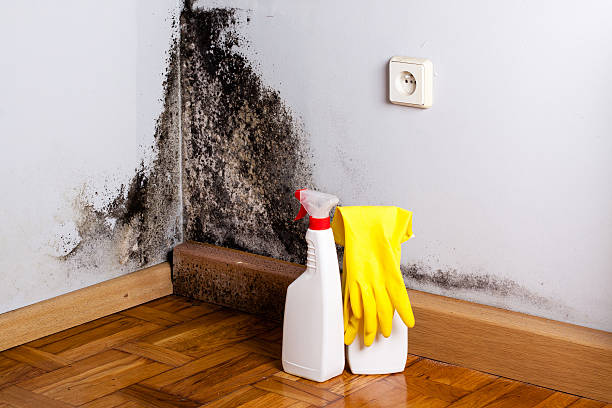 Best Attic Mold Removal  in Poplar Grove, IL