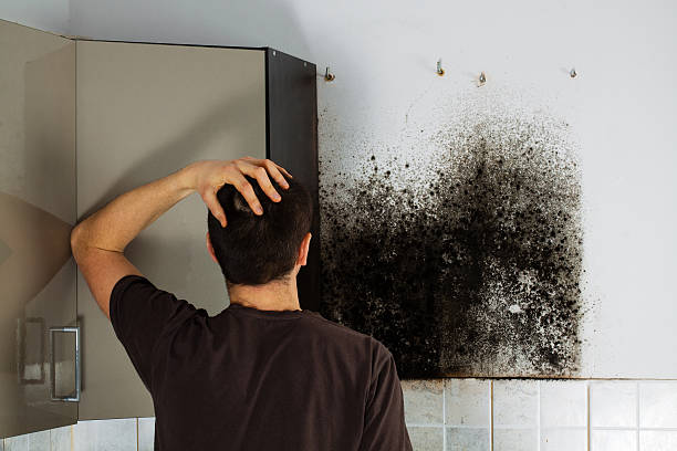 Best Local Mold Removal Service  in Poplar Grove, IL