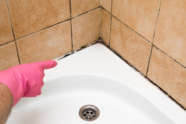Best Fast Mold Removal  in Poplar Grove, IL